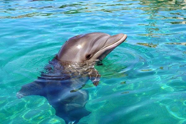 Actividades Acuaticas en Los Cabos