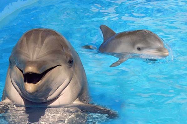 paquete-4-delfines-kids