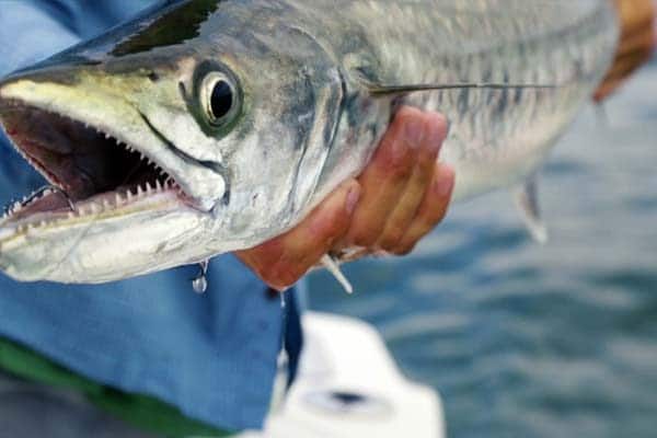 renta de mega yates para pesca deportiva