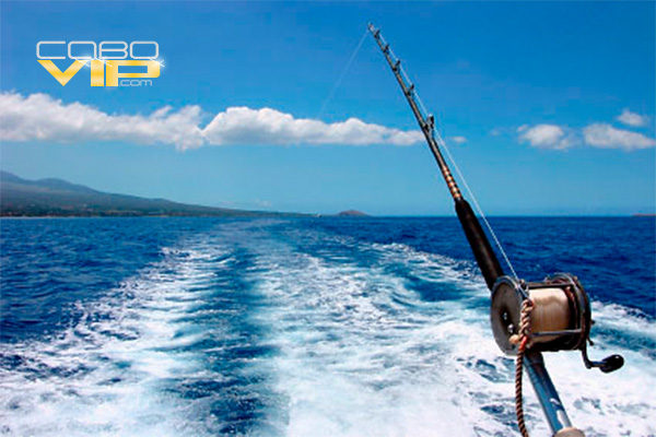 Veleros para Pesca Deportiva en Cabo San Lucas