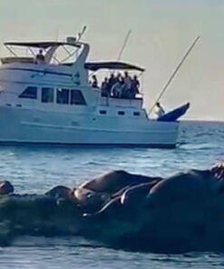 yates para pesca deportiva