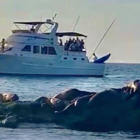 yates para pesca deportiva