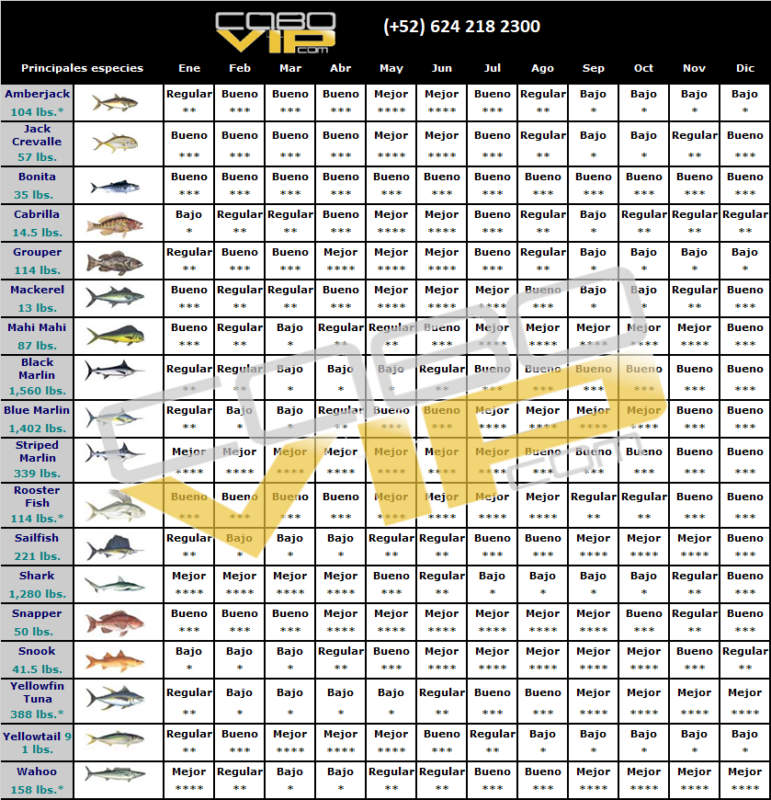 ¿Qué peces pescar en cada mes del año en Cabo San Lucas?