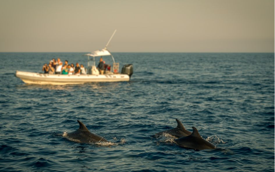 swimming with dolphins in Los Cabos