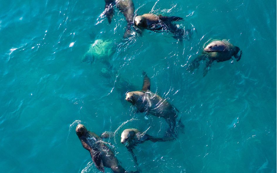 leones marinos en Los Cabos